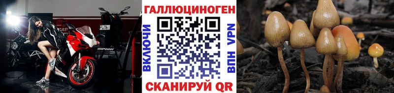 Псилоцибиновые грибы GOLDEN TEACHER  как найти закладки  Белая Холуница 